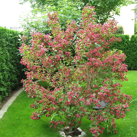 Szálloda Kriemhild Am Hirschgarten